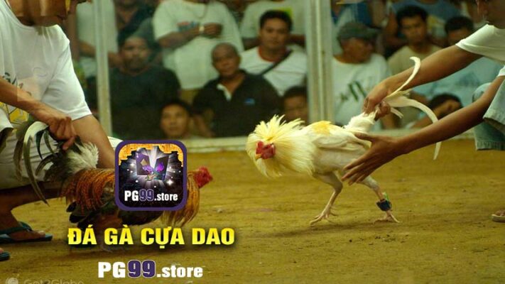 PG99 - Nền Tảng Cá Cược Đá Gà Cựa Dao Uy Tín